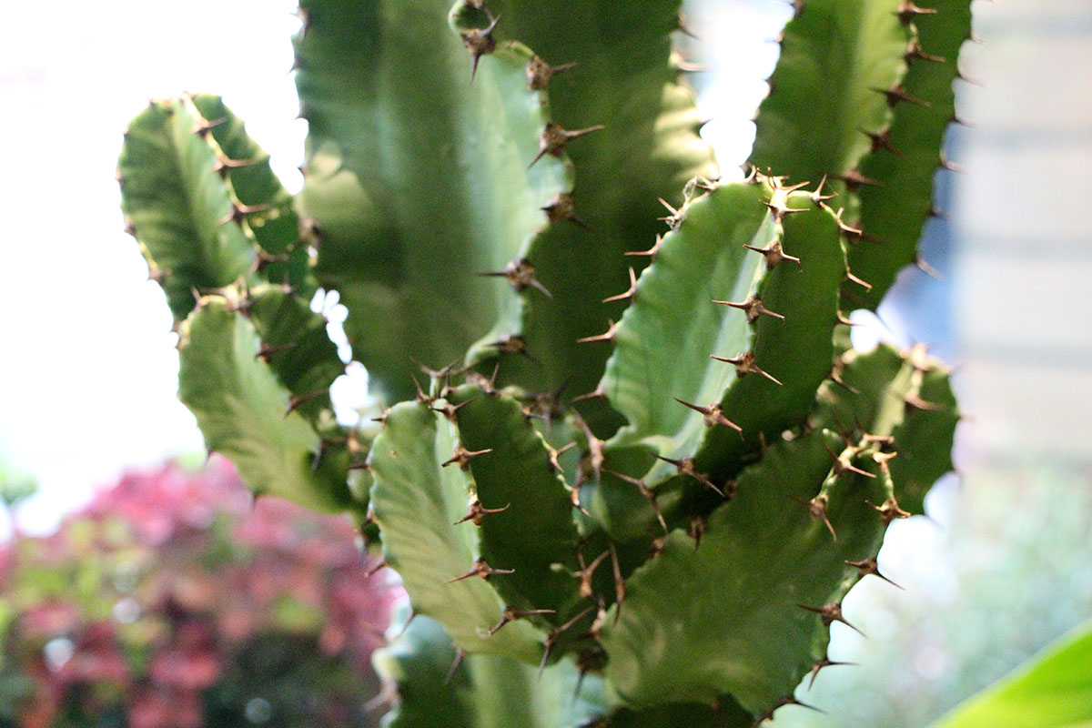 Detaljbild från hög kaktus.